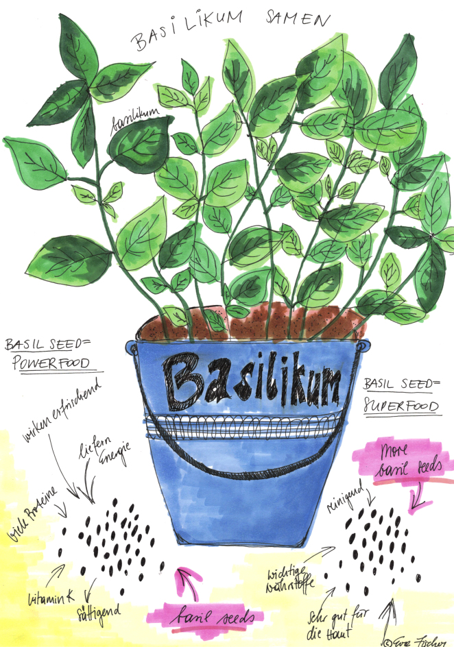 Basilikum Samen – der neue Basilikum Boom